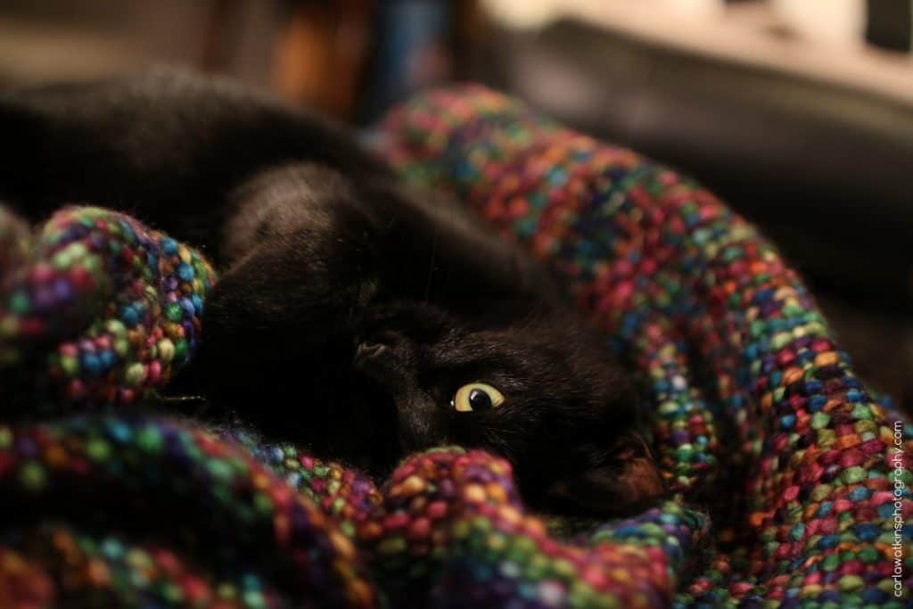 Luna kitten on a multicoloured blanket | carlawatkinsphotography.com